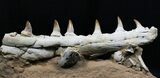 Beautifully Prepared Mosasaur Jaw Section #31589-1
